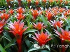 凤梨花的养殖方法(凤梨花的养殖方法和注意事项)