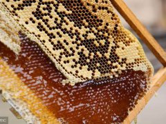 土蜂蜜的功效！(土蜂蜜具有哪些好处？)