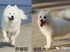 银狐犬和萨摩的区别(银狐犬和萨摩耶有什么区别？)