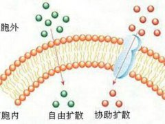 物质跨膜运输的方式(物质跨膜运输方式)