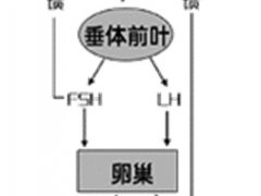 常规避孕药(常规避孕药的用法)