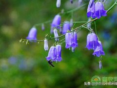 紫风铃花语是什么？(风铃草的花语是什么？)