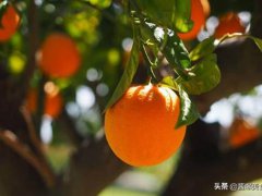 吃橙子的好处(橙子的营养价值及功效！)