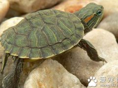 巴西龟冬眠吗(巴西龟冬眠注意事项！)