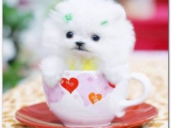 茶杯犬价格！(茶杯犬好养吗？)
