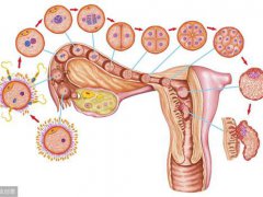 受孕成功的前兆(受精卵着床有什么感觉？)