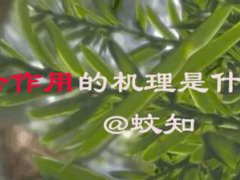 绿色植物的光合作用(光合作用是怎样具体进行的？)