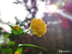 棠棣象征什么？(高贵的棣棠)