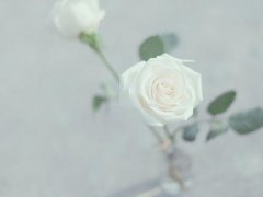 白色玫瑰花语(白玫瑰代表什么意思)
