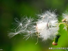 植物传播种子的方法还有哪些二年级(植物妈妈有办法二年级语文)