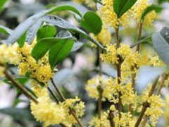 如何嫁接桂花(桂花的嫁接方法)