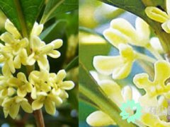 桂花的作用(了解桂花的功效与作用)