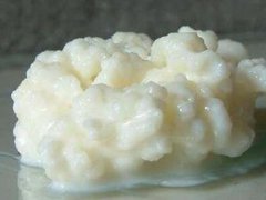 雪莲菌的危害！(天山雪莲菌！)