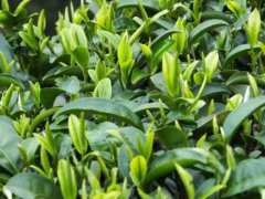 碧螺春属于什么茶(碧螺春是什么茶？)