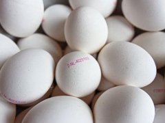 鸽子蛋的营养价值有哪些(鸽子蛋有什么营养价值吗？)