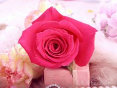 粉色玫瑰花代表什么意思(粉红色玫瑰花语)