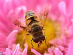 赞美蜜蜂的诗句(关于对蜜蜂赞美的诗词你知道多少)