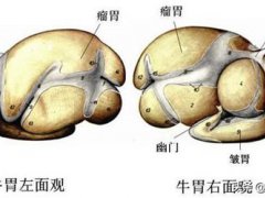牛有多少个胃(牛有几个胃？)