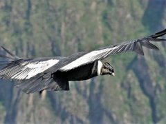 世界上体型最大的鹰(安第斯秃鹫)