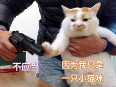 养猫还是养狗(养猫比养狗更好的几大理由)