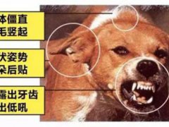 狂犬病的潜伏期(狂犬病的潜伏期是多久？)