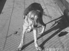 狂犬病能治吗？(狂犬病可以治愈吗？)