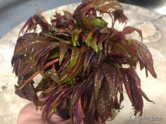 香椿拌豆腐(香椿芽拌豆腐正确方法)