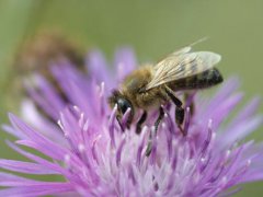 蜜蜂的习性(蜜蜂的习性是什么？)