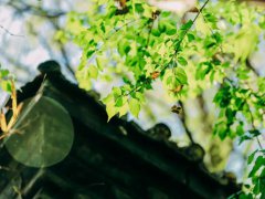 浪漫诗句(浪漫唯美的诗词)