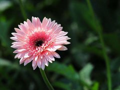 波斯菊种植(波斯菊播种的季节!)