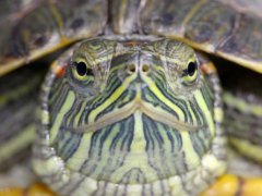 巴西龟冬眠吗(巴西龟平时都可以吃什么食物？)