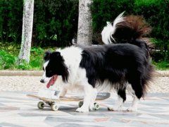 边境牧羊犬智商(智商分分钟碾压你的边境牧羊犬)