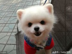 哈多利系博美犬价格！(哈多利系博美犬市场价格调查！)