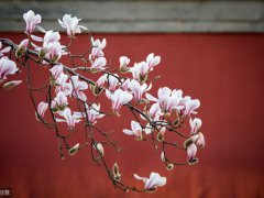 春天的古诗有哪些(春天最美的18首小诗)