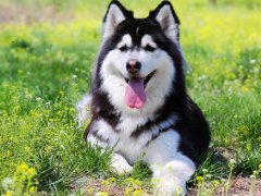 阿拉斯加犬哈士奇(如何区分阿拉斯加和哈士奇？)
