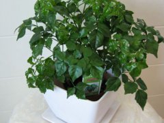 室内净化空气植物(净化空气最佳植物排名！)