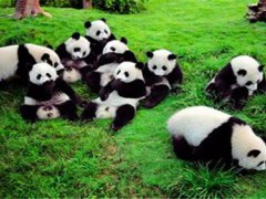 大熊猫的特点(国宝大熊猫的生活习性你知道吗？)