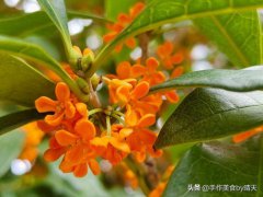桂花蜜的做法(自制桂花蜜一看就会)
