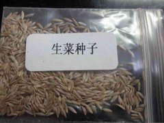 阳台盆栽蔬菜(10种可在阳台盆栽的蔬菜)