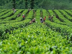 绿茶红茶的区别(详细解析红茶和绿茶的区别)