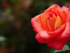 玫瑰花支数的含义1(玫瑰花不同的朵数代表不同的含义？)