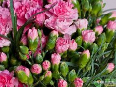 教师节送什么鲜花好(教师节即将到来，送老师什么花好？)