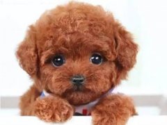 泰迪美容教程(泰迪犬的这些美容步骤)