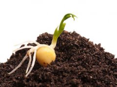 豌豆苗种植(豌豆种植时间和方法)