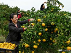 农村种什么赚钱？(6个种植赚钱项目)