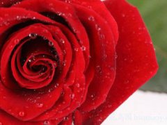 红玫瑰花语是什么？(红玫瑰的美丽传说)