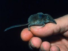 世界上最小的哺乳动物(世界最小的哺乳动物是什么？)