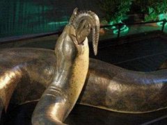 最大蟒蛇(历史上最大的蟒蛇)