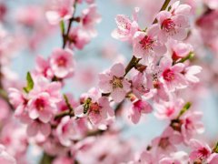 关于三八妇女节的诗句(三八女神节，这八首经典诗)