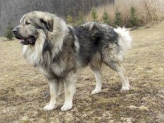 大高加索犬(世界最大的犬科动物高加索犬)